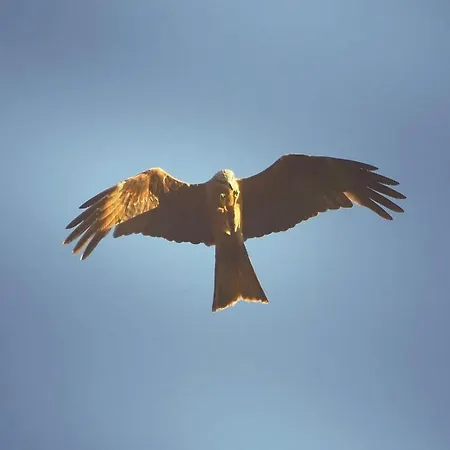 בית כפרי Maisonette Dans Hameau Calme בוניפסיו